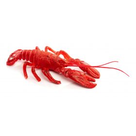 HOMARD B43061