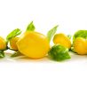 GUIRLANDE DE CITRONS B43067